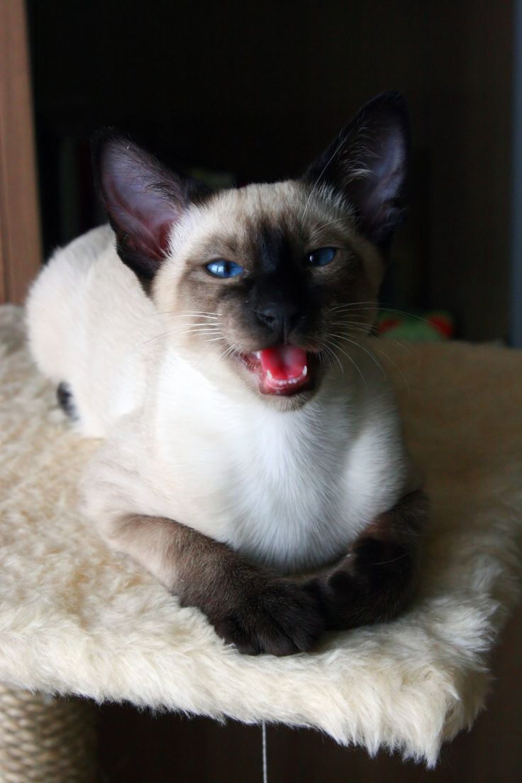 42 best Meezers images on Pinterest | Kittens, Kitty cats and Baby ... 42 best Meezers images on Pinterest | Kittens, Kitty cats and Baby ...