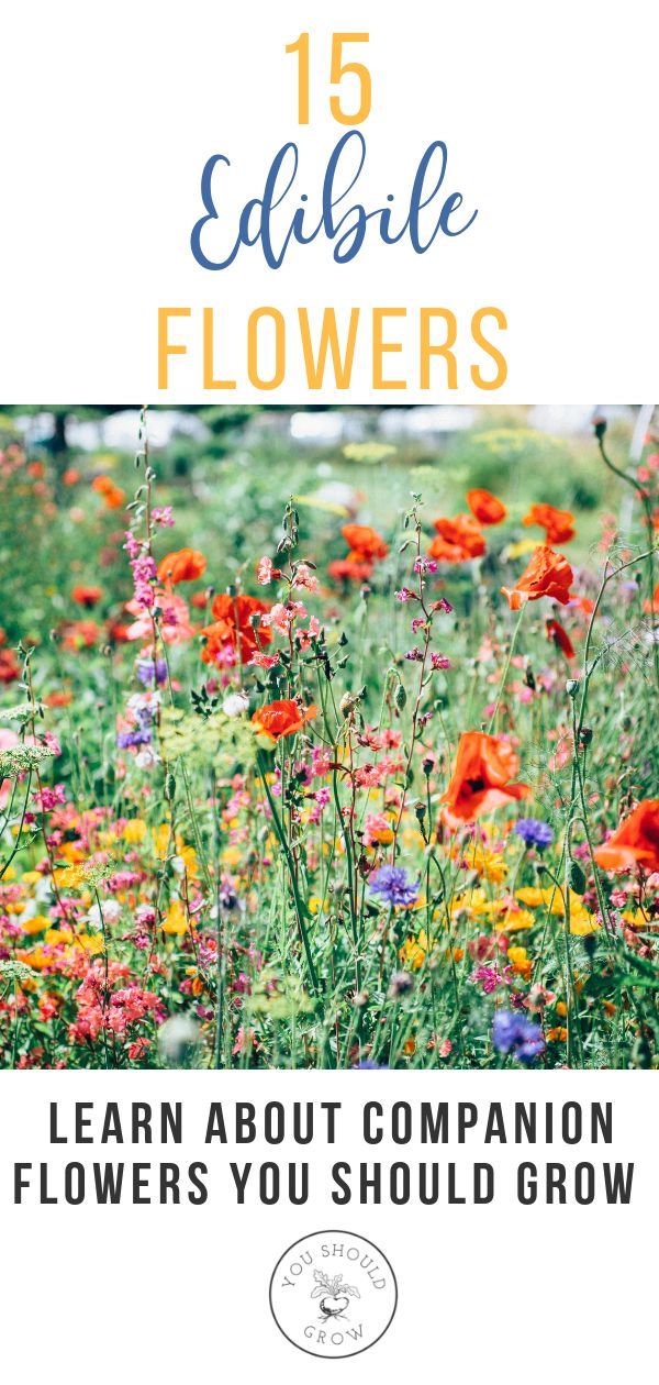 If you’re growing a vegetable garden, companion planting is a natural and effe...