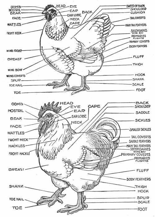 Hen Vs Roo Chicken Pictures Chicken Anatomy Chickens Backyard Hen Vs Roo Chicken Pictures Chicken Anatomy Chickens Backyard