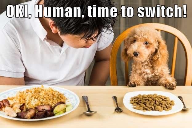 eat your own dog food meme