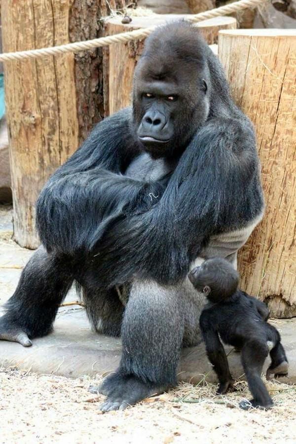 Pin By Deb White On Animals Cute Animals Animals Beautiful Baby Animals
