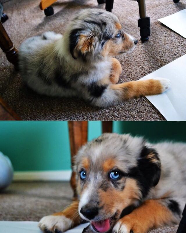 rockin b miniature australian shepherd 4820 best dogs images on pinterest animals dogs and aussie dogs rockin b miniature australian shepherd 4820 best dogs images on pinterest animals dogs and aussie dogs