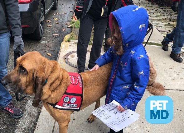 Therapy Dogs Comfort Community Following Mass Shooting In