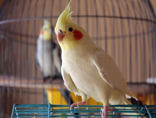 Antes De Tener Un Ave Best Pet Birds Pet Bird Pet Birds antes-de-tener-un-ave-best-pet-birds-pet-bird-pet-birds