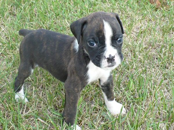 black boxer puppies best 25 black boxer puppies ideas on black boxer brindle boxer black boxer puppies best 25 black boxer puppies ideas on black boxer brindle boxer