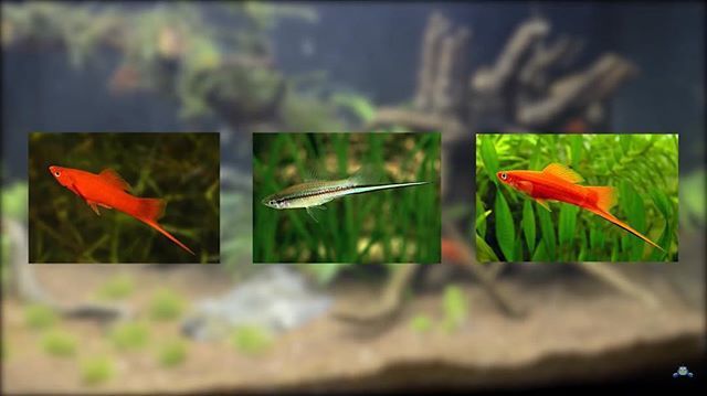 Acuario Tipo América Central Ya Disponible En El Canal Plantas Platys Guppy Xiphos Acuario Pecera Mollys Acuarioplantado Plants Instagram Herbs
