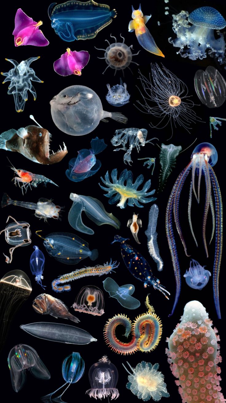 Pin by Najai Jones on 2026 calendar in 2025 Biology art, Jellyfish