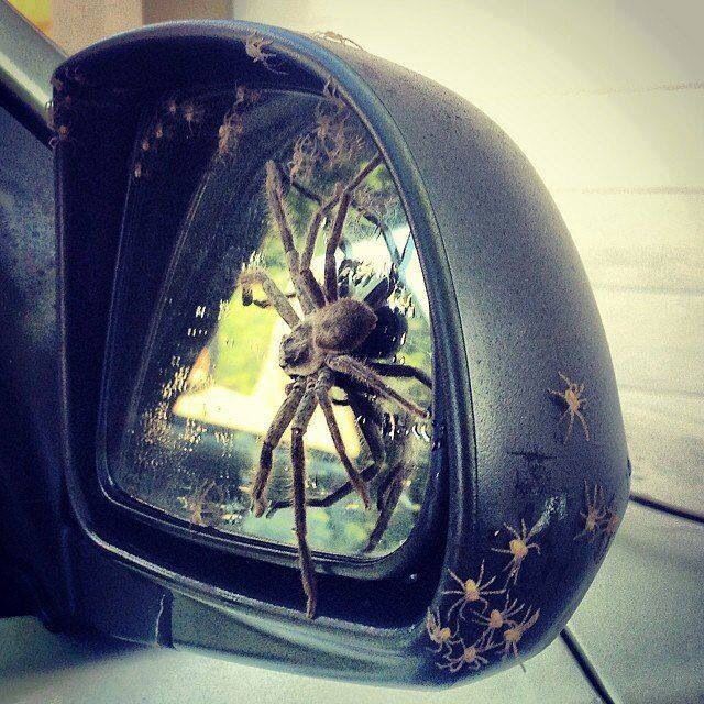 How To Get Rid Of Spiders In Your Car Mirror How To Get Rid Of Spiders In Your Car Mirror