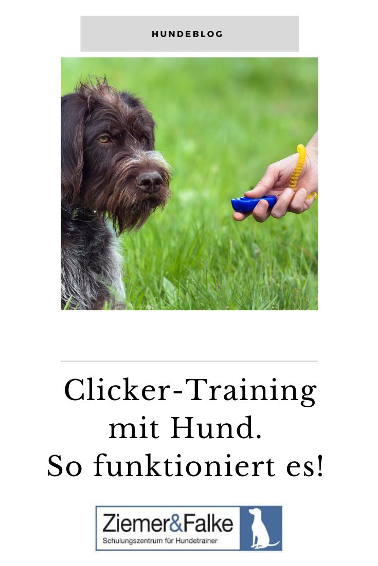 ClickerTraining mit Hund in 2020 Hunde, Hundetrainer ausbildung