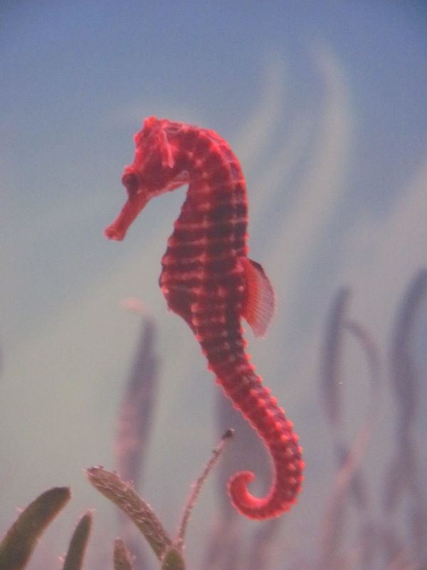 Pin by Princess on Seahorse Seahorse, Beautiful sea creatures Pin by Princess on Seahorse Seahorse, Beautiful sea creatures