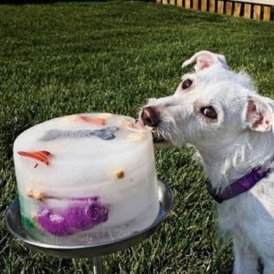 17 best Deck Dogs! images on Pinterest | Fluffy pets, Pets and ...