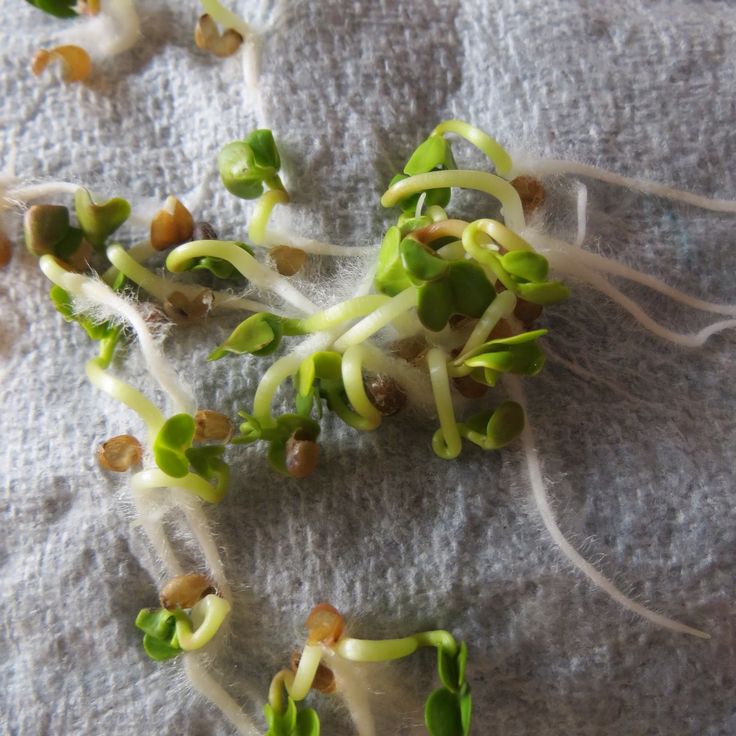 Asian vegetable seed germination