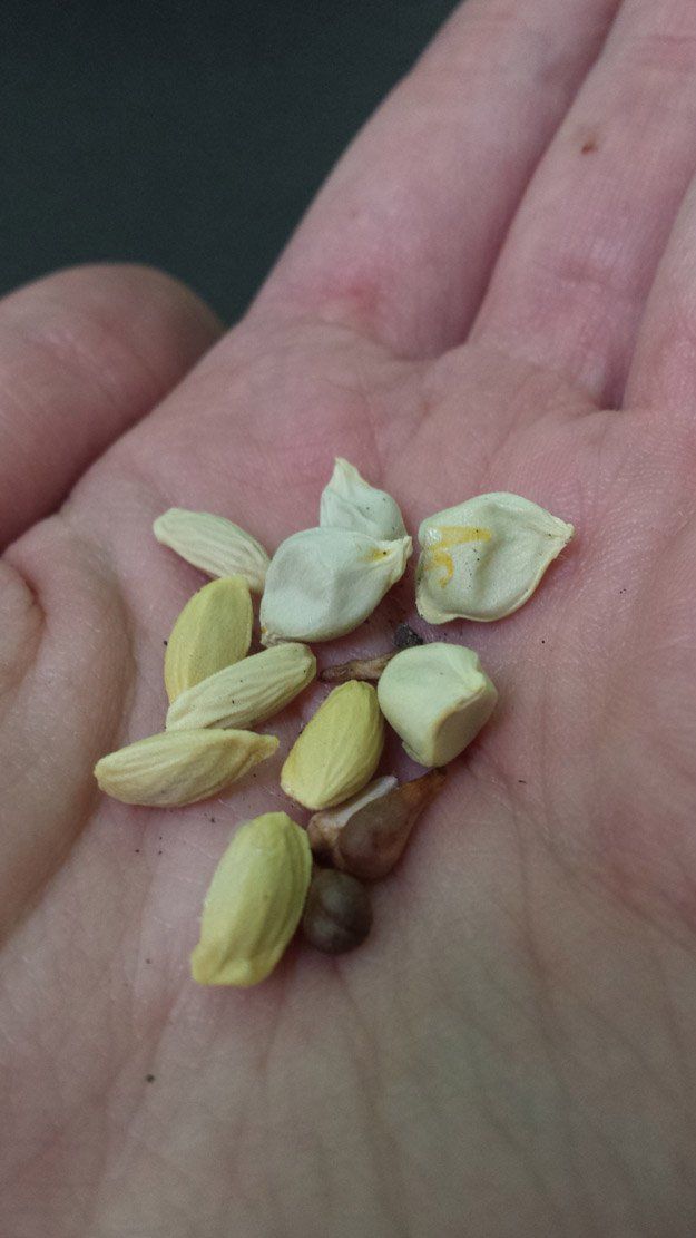 Growing Fruit Trees From Seeds You Save Growing Fruit Trees From Seeds You Save Pinterest And Tree