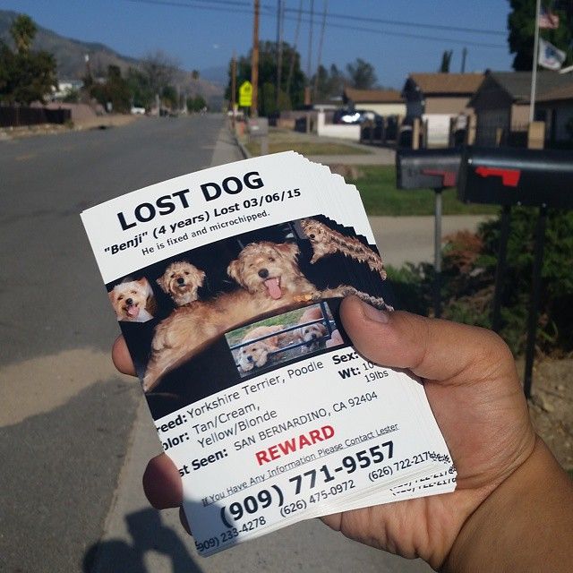 10 best Posters \ Flyers to Advertise Your Lost Dog images on - lost dog flyer template word 10 best Posters \ Flyers to Advertise Your Lost Dog images on - lost dog flyer template word