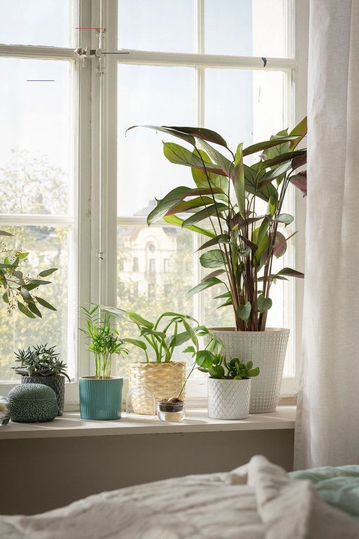 Pflanzen Schlafzimmer Pflanzen Deko im Schlafzimmer - #fensterbankdekorieren - CHIAFRÖN