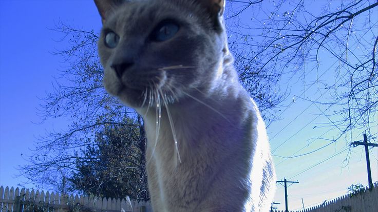 Pin Op Chat Siamois Pin Op Chat Siamois