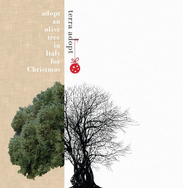 adopt an olive tree in italy this christmas giftideas adopt an olive tree in italy this christmas giftideas