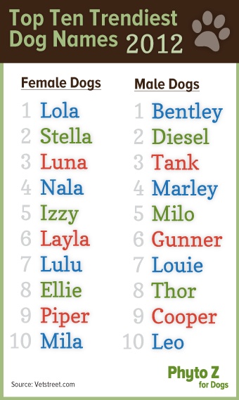 bad dog names bad dog names
