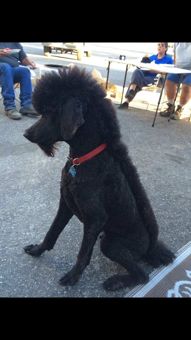 Pin on Poodles