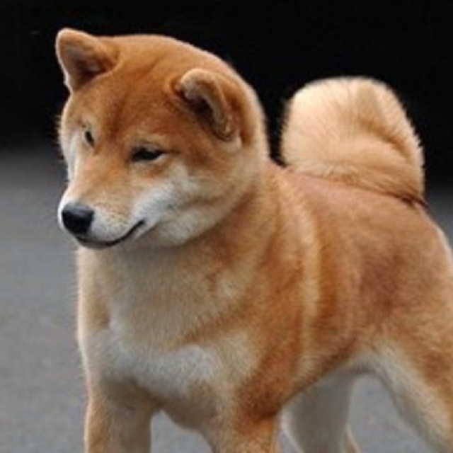 Shiba Inu Races De Chiens De Taille Moyenne Races De Chiens Chien Shiba