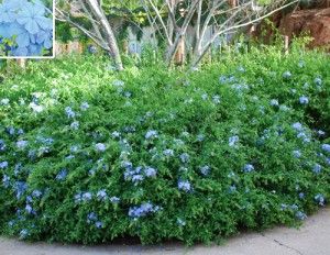 Arizona Desert Plants Guide Arizona Desert Plants Guide