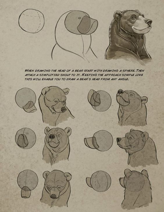 finch-wing | Bear drawing, Illustration art drawing, Bear art