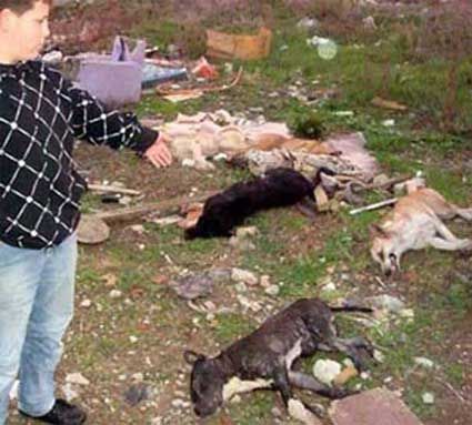 How Many Dogs Kill Cats How Many Dogs Kill Cats