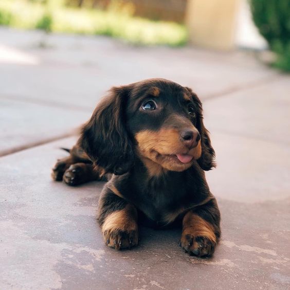 Black And Tan Dachshund Black And Tan Dachshunds Black And Tan