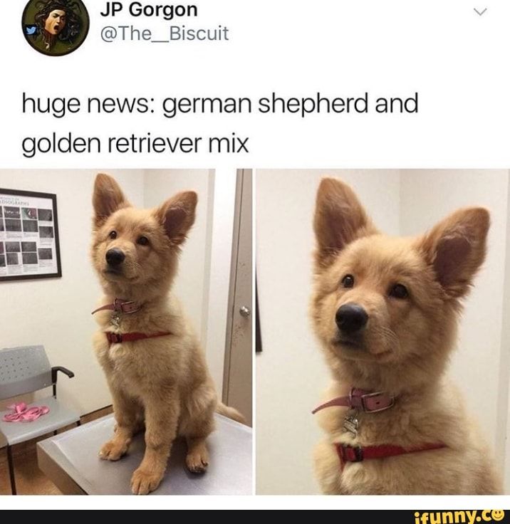 Kacey Swan Lost And Found Golden Retrievers April 21 Edited
