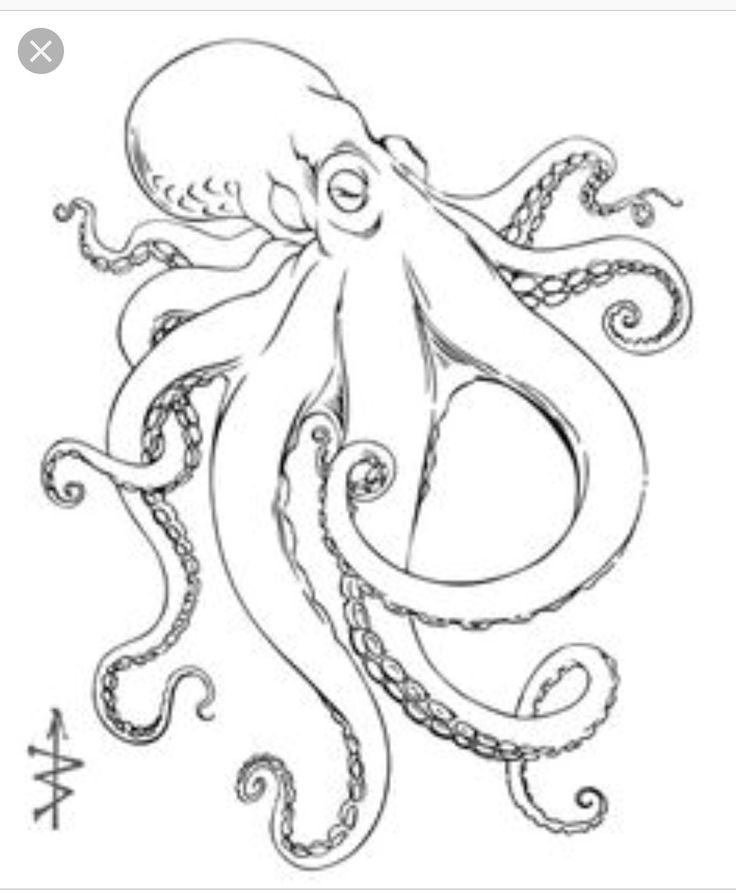 Pin by Kelsey Wunder on Tattoo ideas Octopus drawing, Octopus painting, Octopus tattoo design Pin by Kelsey Wunder on Tattoo ideas Octopus drawing, Octopus painting, Octopus tattoo design