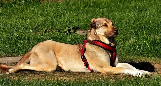 7 Easiest Dog Breeds To Own And Owner S Checklist Dog Breeds
