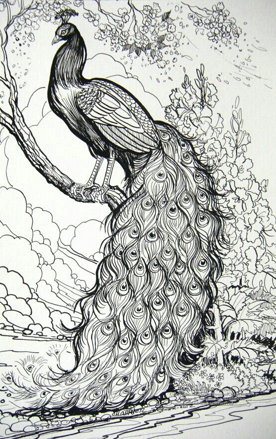 4115 best Coloring Pages \ Designs images on Pinterest Coloring - fresh detailed peacock coloring pages 4115 best Coloring Pages \ Designs images on Pinterest Coloring - fresh detailed peacock coloring pages