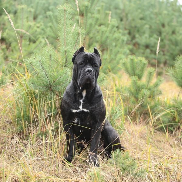 Cane corso game of thrones