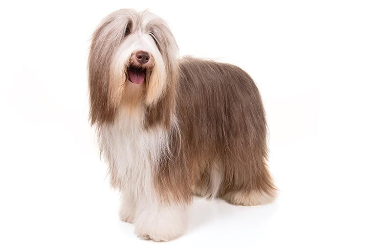 Bearded Collie Dog Breed Information Dog Breeds Akc Dog Breeds
