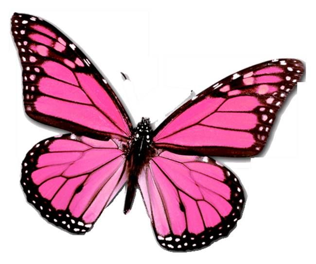 the 25 best butterflies ideas on pinterest beautiful the 25 best butterflies ideas on pinterest beautiful