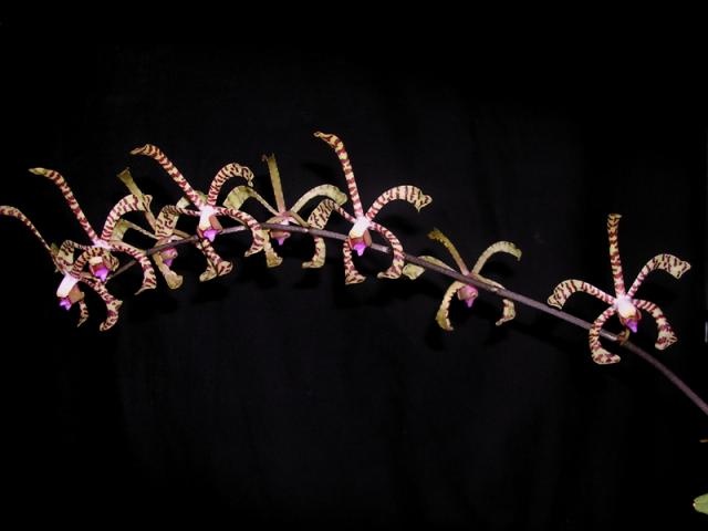 File:Scorpion Orchid. Arachnante sp. (4353651808).jpg - Wikimedia Commons