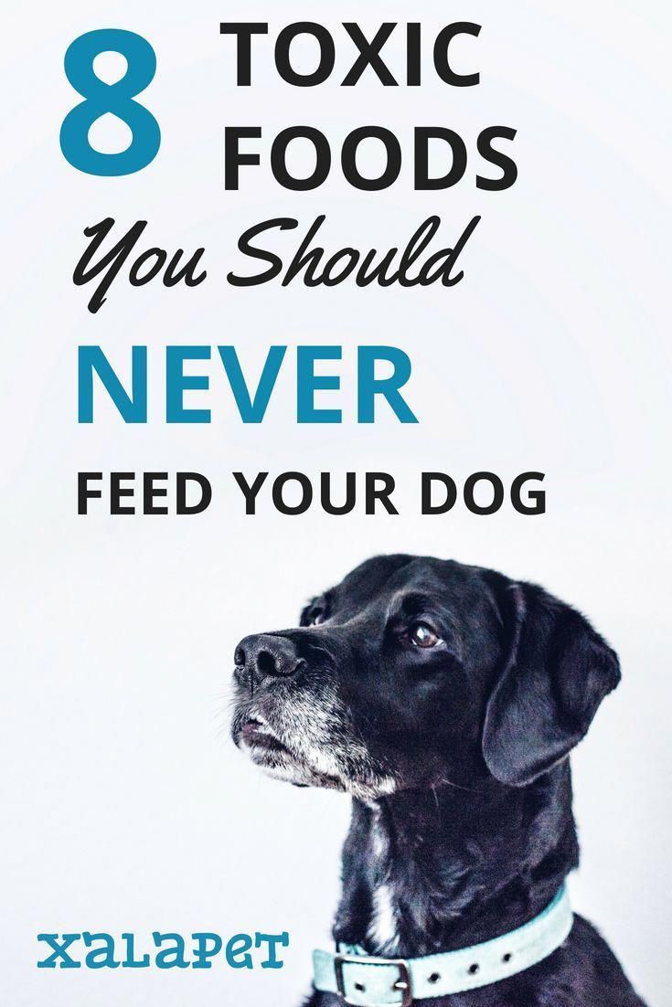 Homemade Dog Food Homepage Toxic Foods Dog Training Techniques