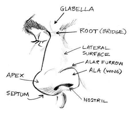 parts of the nose