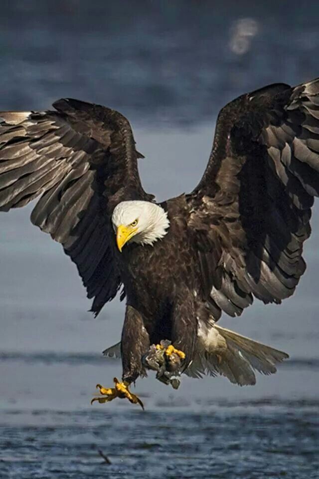 . The Eagles, Where Eagles Dare, Bald Eagles, Nature Animals, Animals