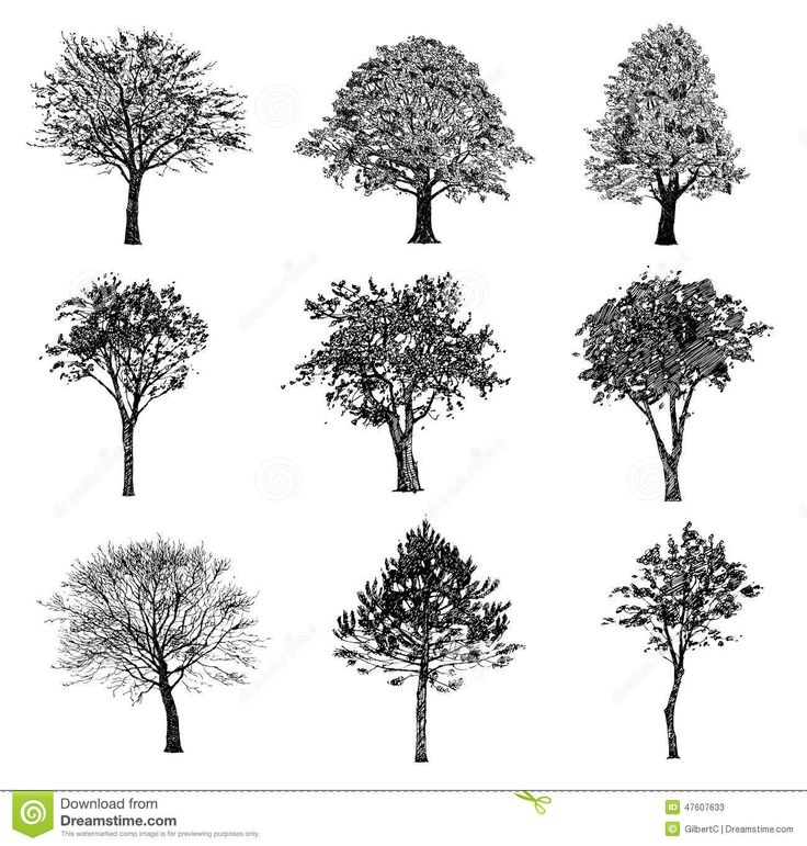 How to sketch realistic trees google search How to sketch realistic trees google search