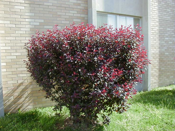 955 cherry tree 4 sparks nv sand cherry search landscape shrub prunus and plants 955 cherry tree 4 sparks nv sand cherry search landscape shrub prunus and plants