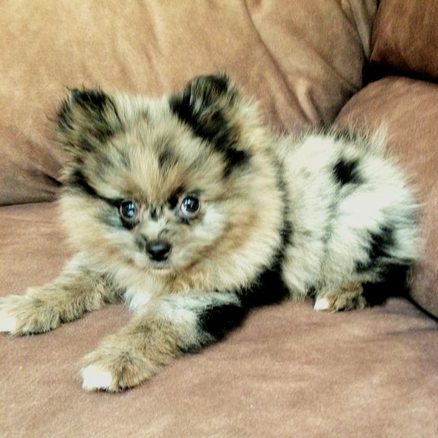 pomeranian breeders adelaide best 25 blue merle pomeranian ideas on merle pomeranian pomeranian dogs pomeranian breeders adelaide best 25 blue merle pomeranian ideas on merle pomeranian pomeranian dogs
