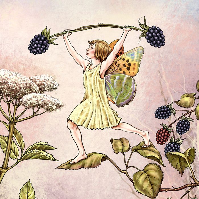 The Elderberry /& Robin/'s Pincushion Fairy Cicely Mary Barker Flower Fairies of the Autumn Vintage book page Nursery Decor