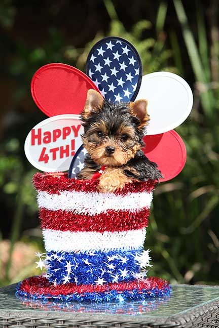 yorkies san diego 25 beste idee 235 n grappige hondenplaatjes op grappig puppy s yorkies san diego 25 beste idee 235 n grappige hondenplaatjes op grappig puppy s