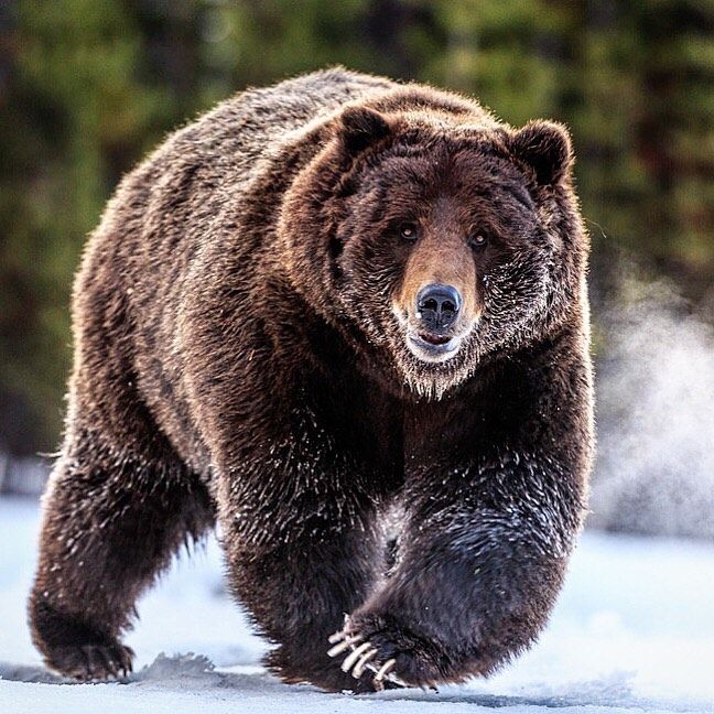 What Does The Number On Grizzly Cans Mean what-does-the-number-on-grizzly-cans-mean