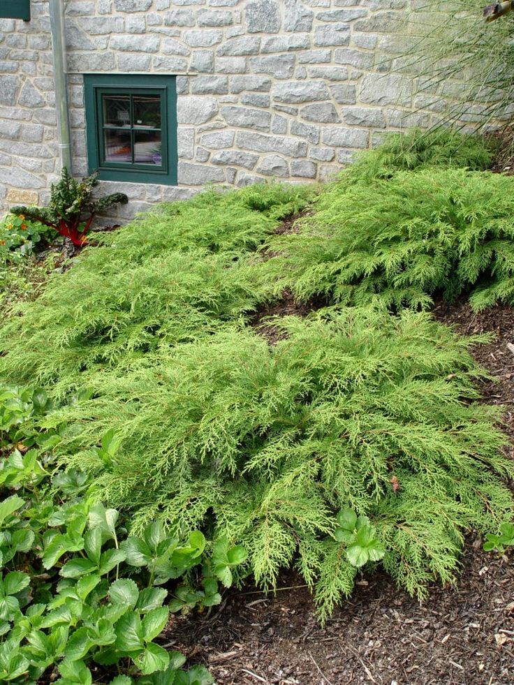 russian.cypress.grouping2 | Evergreen landscape, Arborvitae, Japanese
