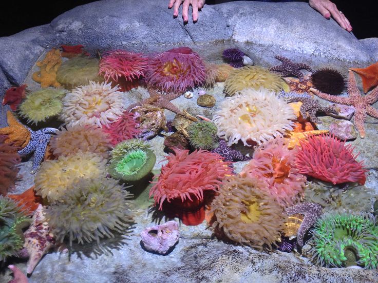 29 Best Public Aquarium And Zoo Exhibits Images On Pinterest Touch Tank At Aquarium Of The Pacific In Long Beach Ca Illuminated With Cannon Led Pendants