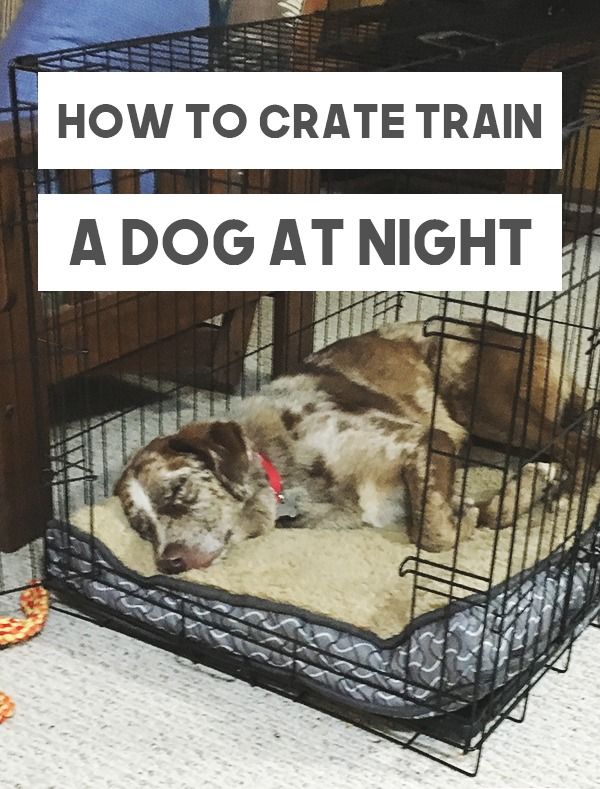 Use The Crate At Night Play With The Dog So He Is Tired Then Put