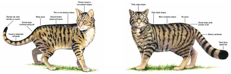 Pin On Felis And Otocolobus Cats pin-on-felis-and-otocolobus-cats