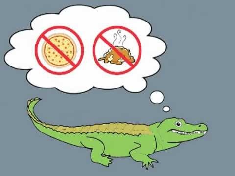 Alligator Eating Dog Song Alligator Eating Dog Song